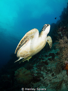 Green Turtle Flight by Henley Spiers 